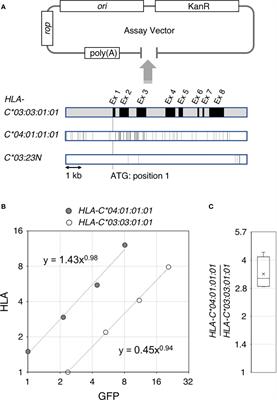 Nucleotide alterations in the HLA-C class I gene can cause aberrant splicing and marked changes in RNA levels in a polymorphic context-dependent manner